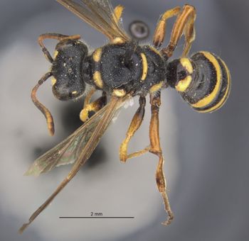 Media type: image;   Entomology 13780 Aspect: habitus dorsal view